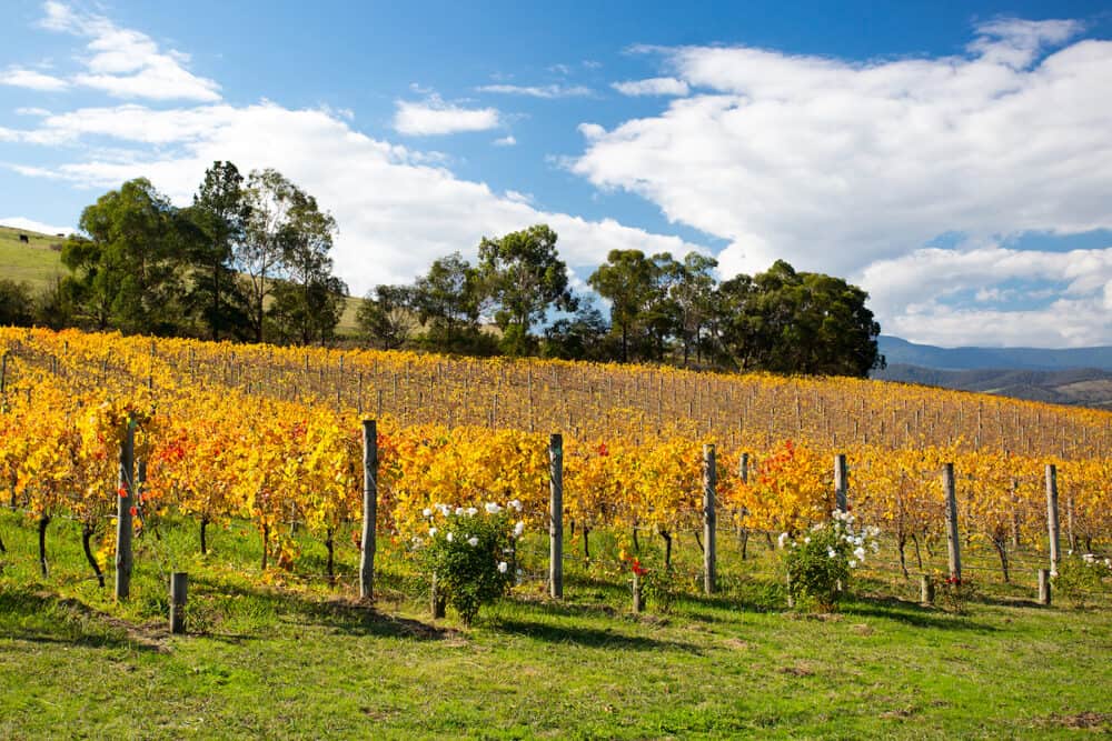 Lush golden vines in autumn at a winery in the Yarra Valley, Victoria, Australia