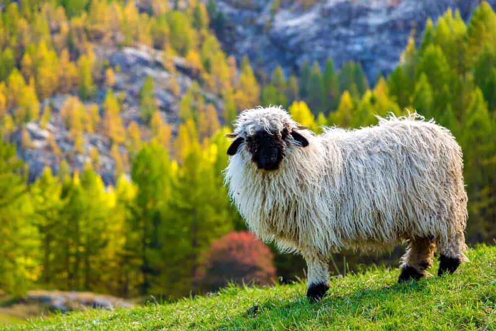 Swiss Alps and Valais blacknose sheep nest to Zermatt in Switzerland