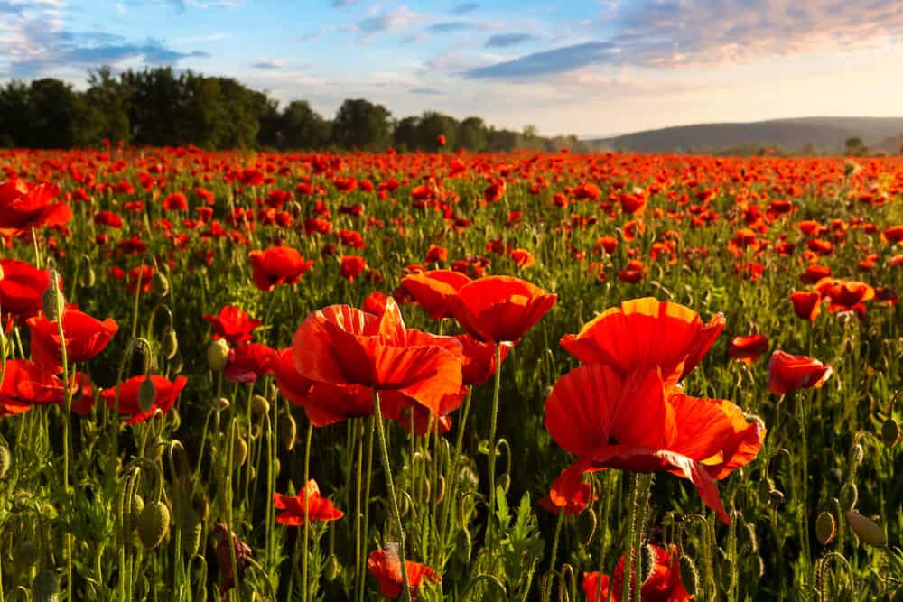 field of blooming corn poppy at sunset. wonderful summer landscape of carpathian mountains in evening light. beautiful nature background with red flowers