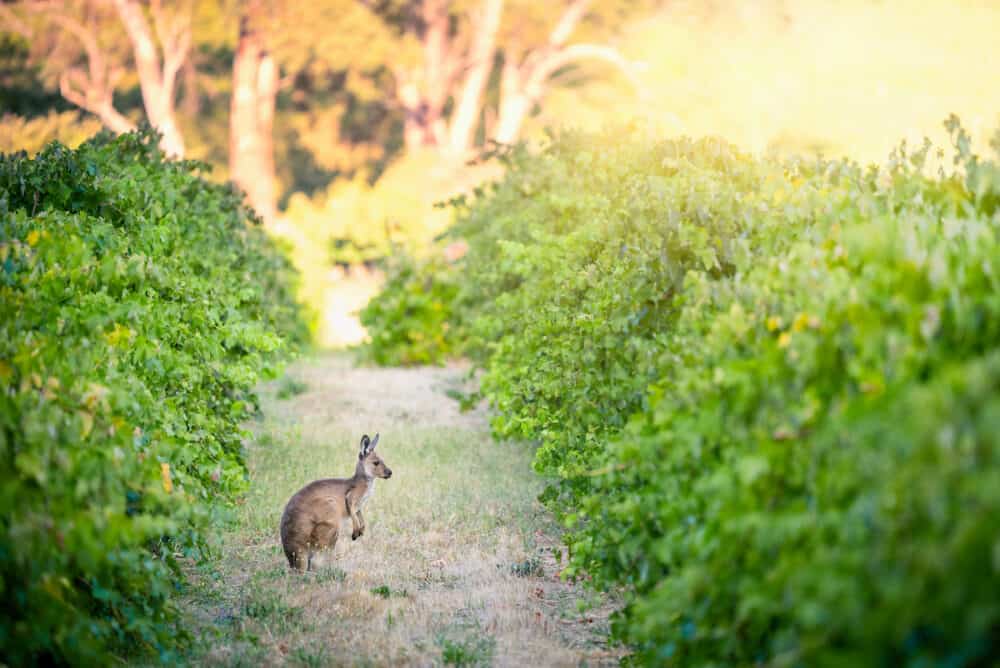 Kangaroo in Adelaide Hills vineyard