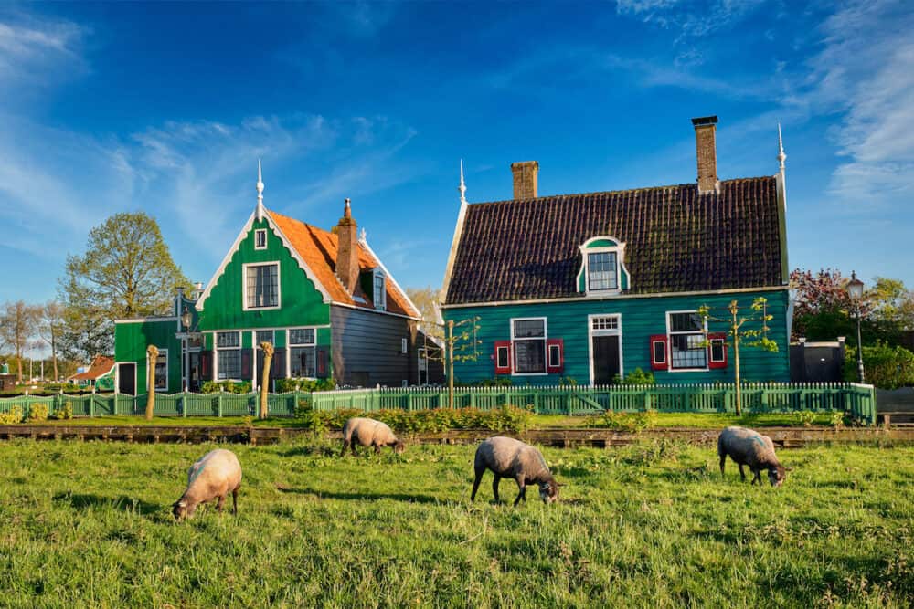 Sheeps grazing near traditional old country farm house in the museum village of Zaanse Schans, Netherlands