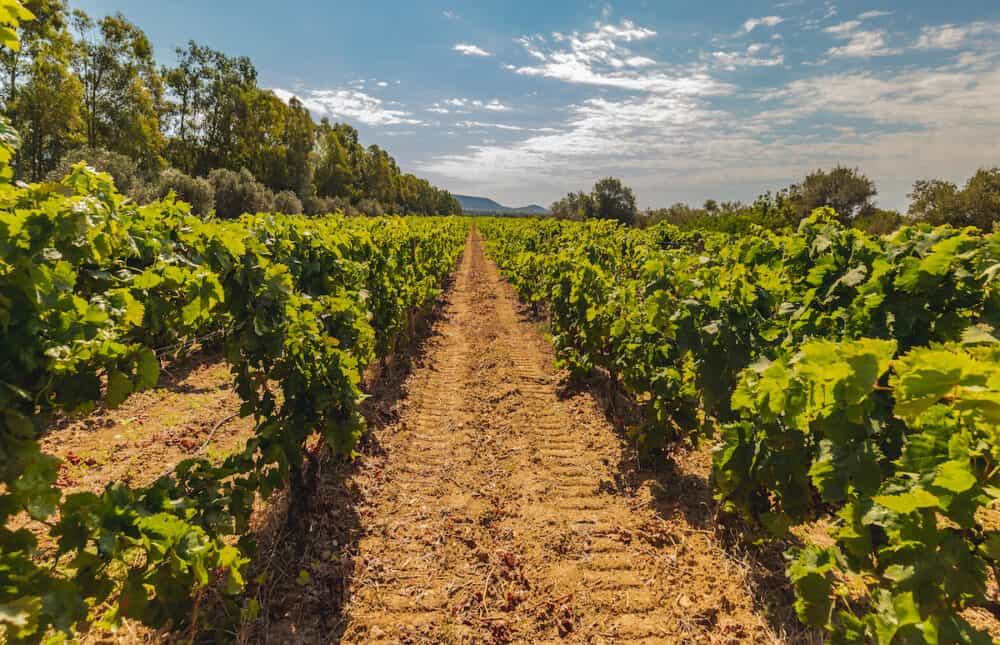 vineyards of Carignano and Cannonau wine, Santadi, south Sardinia