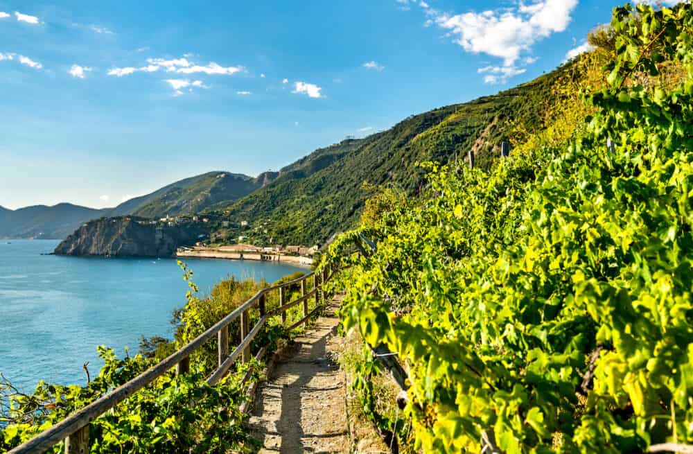Pathway in vineyards at Manarola, Cinque Terre. UNESCO world heritage in Italy