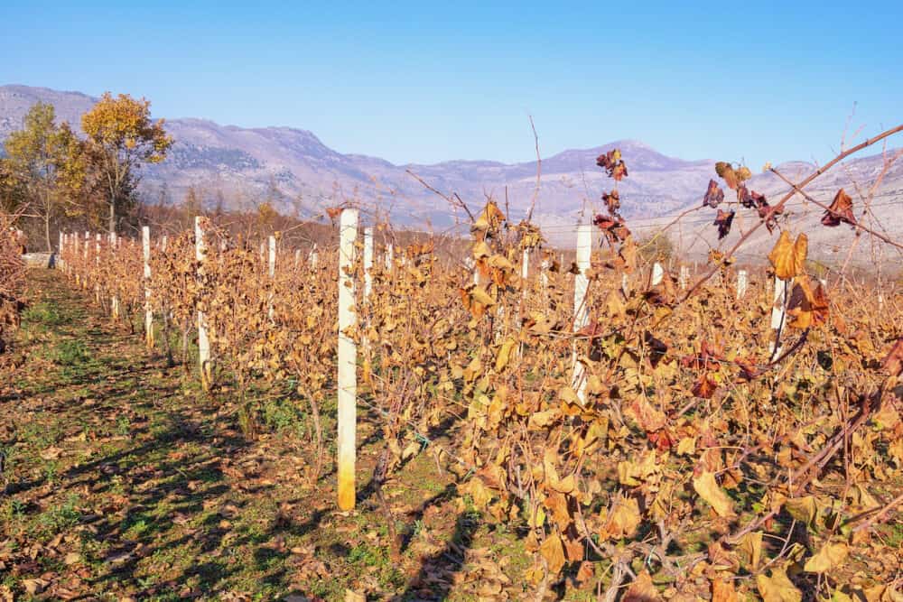 Autumn vineyard. Beautuful sunny autumn landscape near Shkoder city, Albania