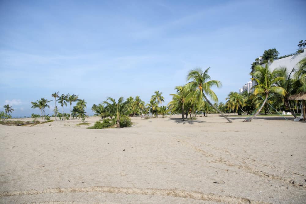 Coconut trees on the beach with blue sky