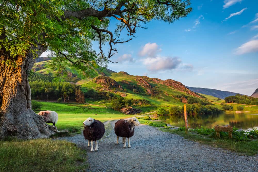 Two curious sheep on pasture at sunset in the Lake District England