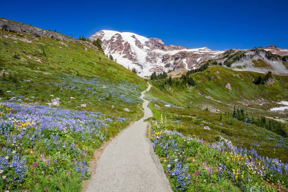 Mount Rainier hiking trail through meadow of wildflowers Mount Rainer National Park Washington