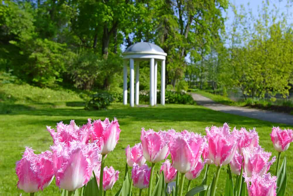 Pink tulips in public botanical garden in Tartu (Estonia).
