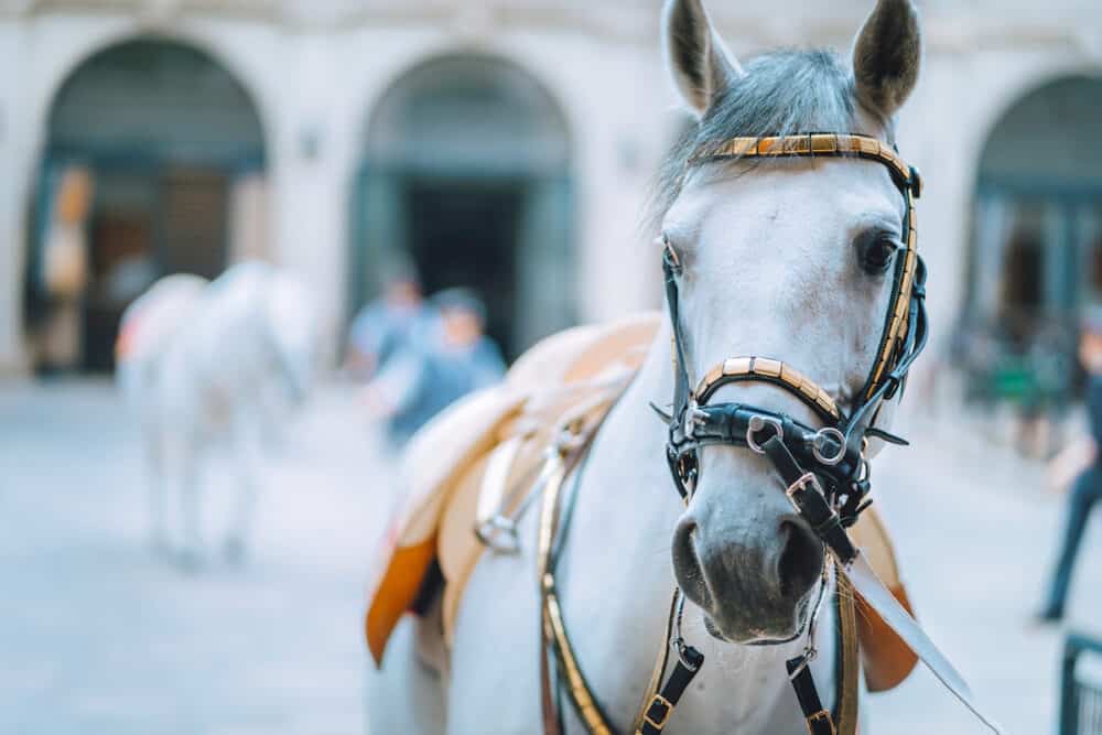 Portrait of the world famous Lipizzaner Stallion legendary White Stallions horse before show. Spanish Riding School in Vienna