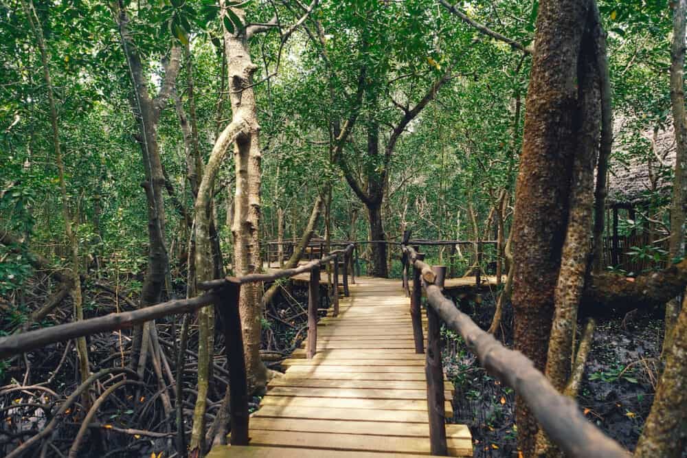 Wooden bridge in dense forest. Tanzania, Zanzibar. Jozani national park