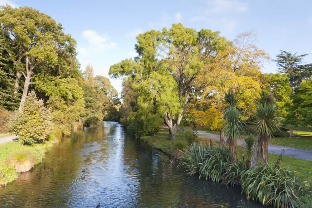 The Avon River as it passes through Hagley Park, Christchurch, New Zealand, in early autumn. New Zealand native cabbage trees and flax in the right foreground.