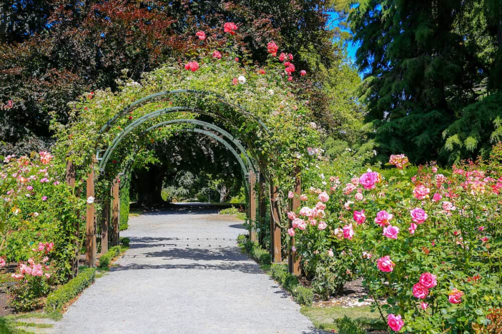 Rose Garden in Christchurch Botanic Garden New Zealand. Has a selection of rambling heritage roses.