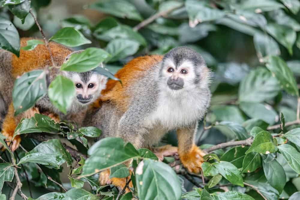 Cute playful couple of Central American squirrel monkey (Saimiri oerstedii), Quepos, Costa Rica wildlife