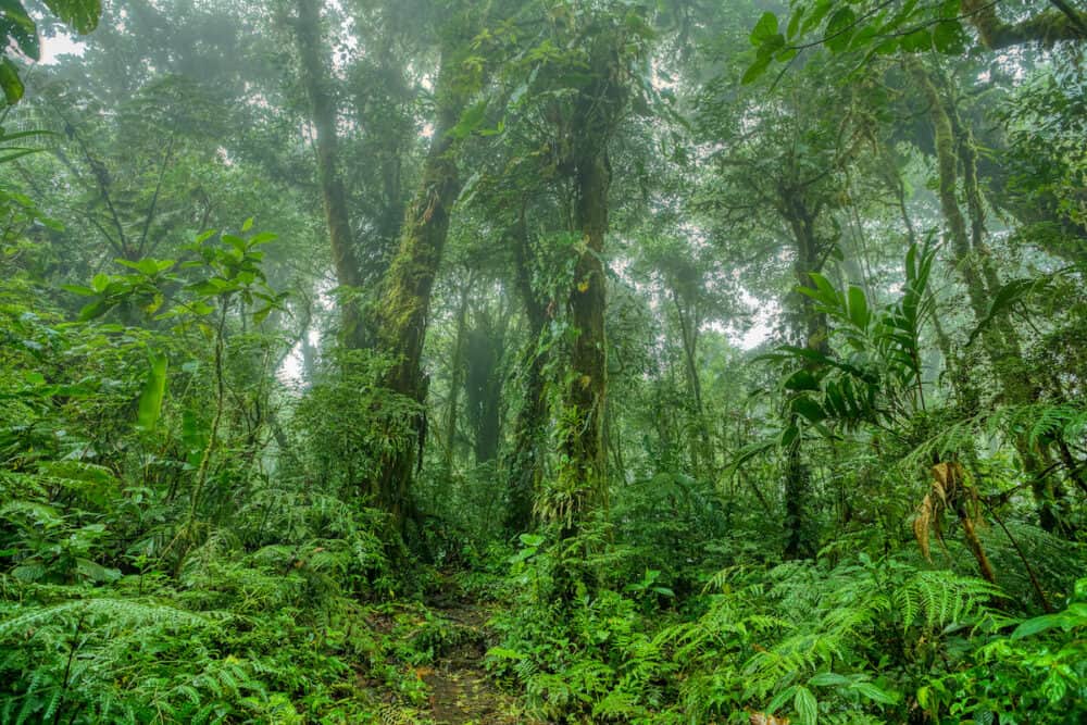 Dense Tropical rainforest landscape. Mountain rain forest with mist and low clouds. Traditional Costa Rica green landscape. Santa Elena, Costa Rica