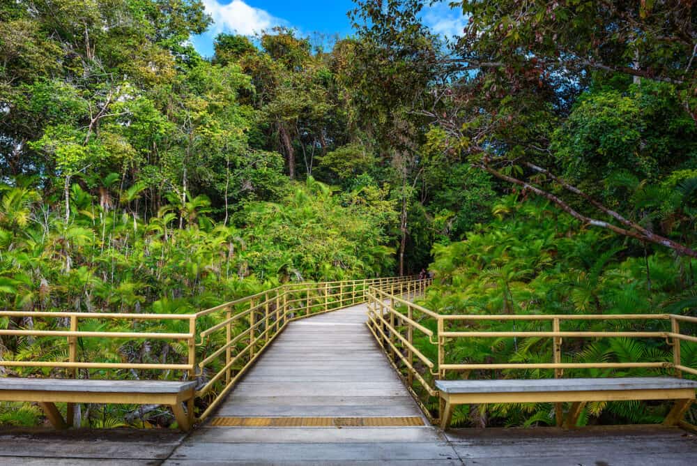 Wooden boardwalk in the rainforest of Manuel Antonio National Park, Costa Rica