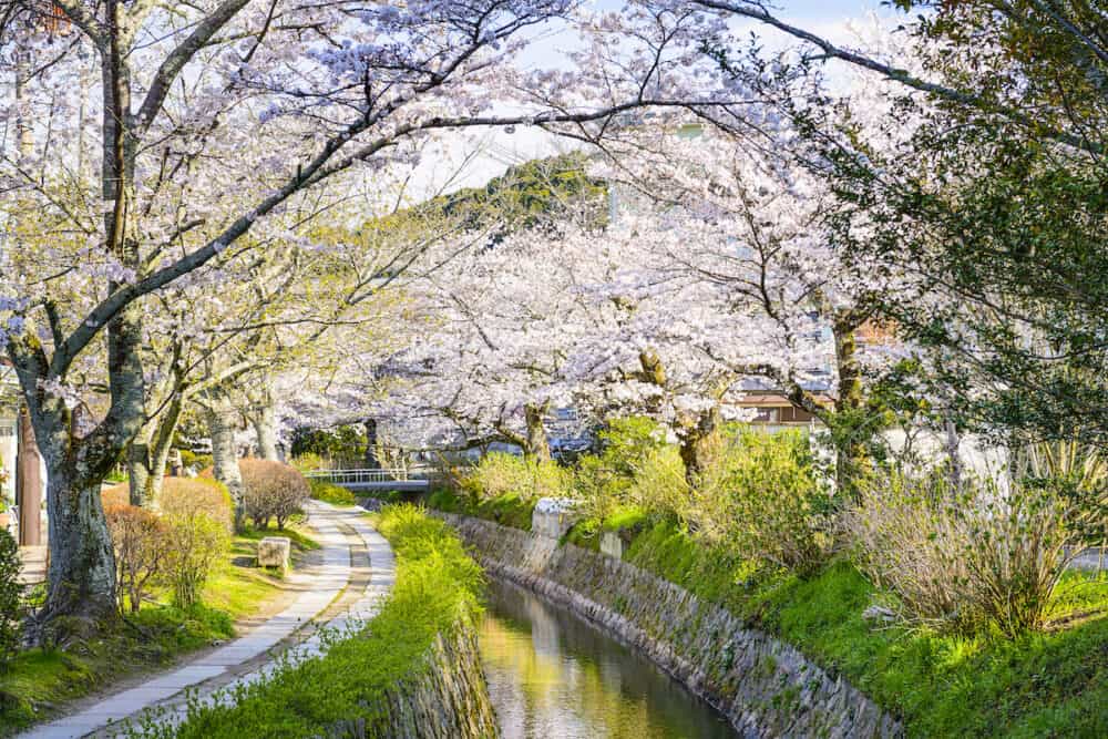 Kyoto, Japan at Philosopher's Way in the Springtime.