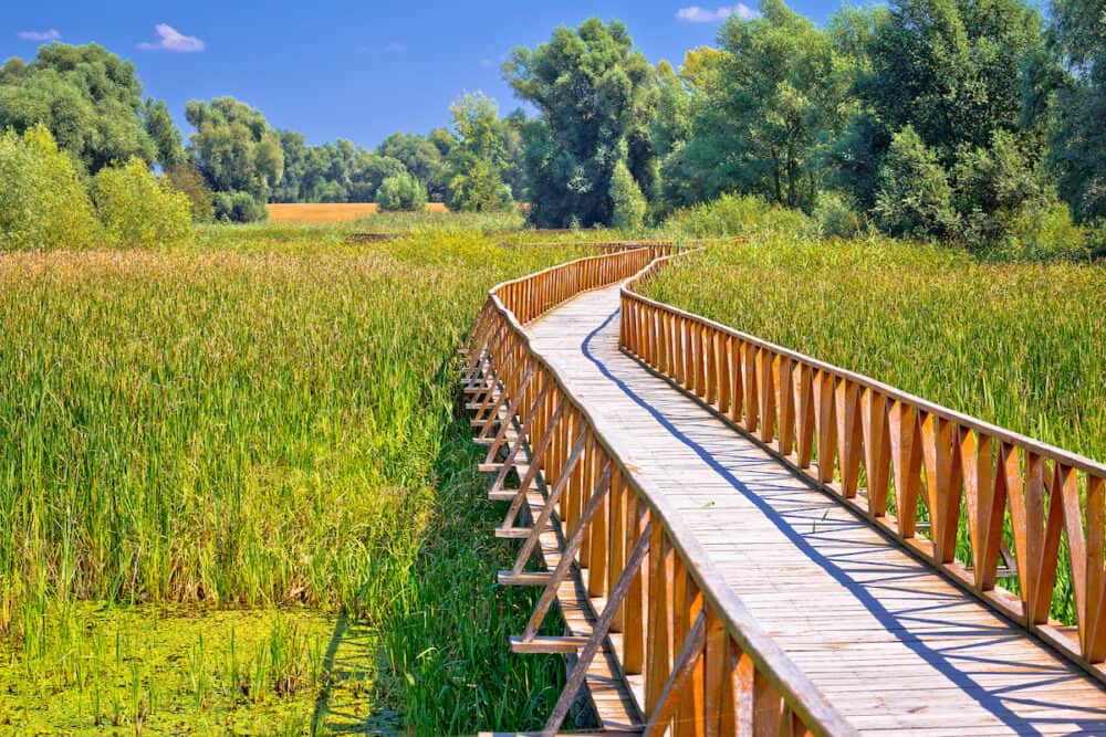 Kopacki Rit marshes nature park wooden boardwalk view, Baranja region of Croatia