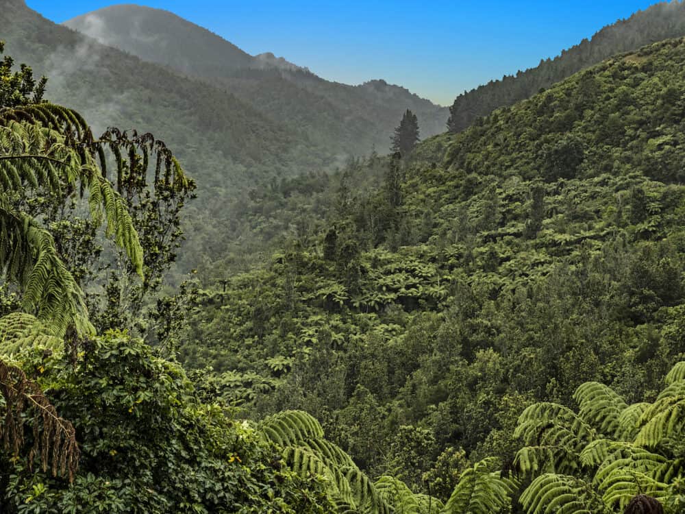 scenic forest near Hamurana Springs, Rotorua, New Zealand