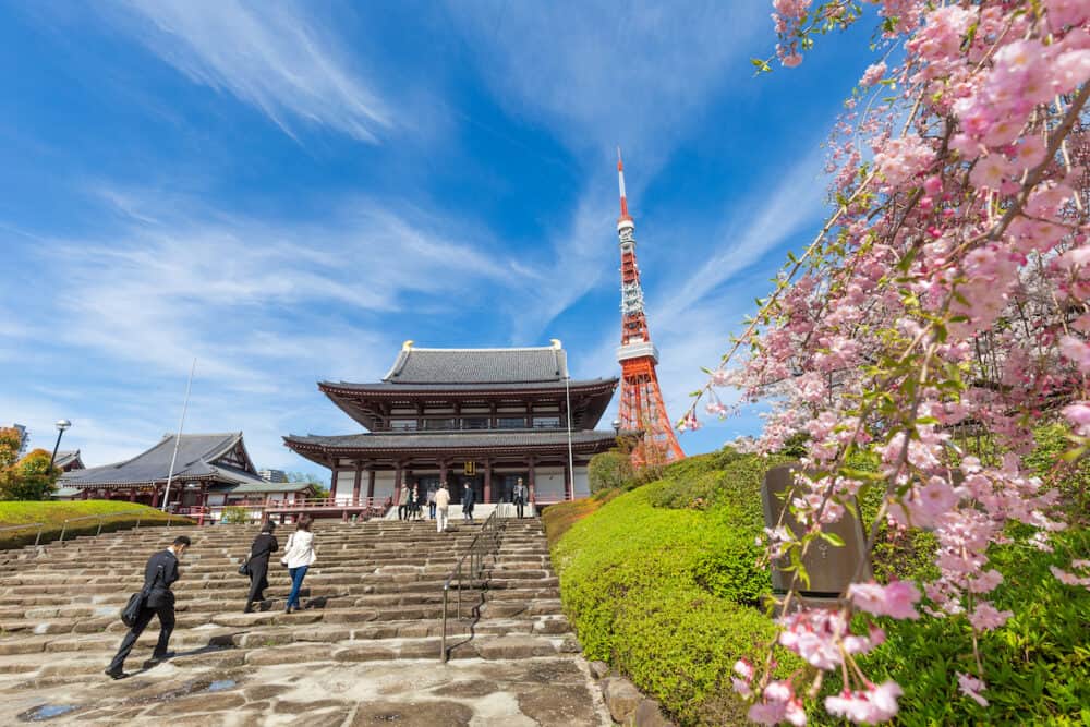 Blooming sakura flower cherry blossom in Zojoji temple with tokyo tower Japan