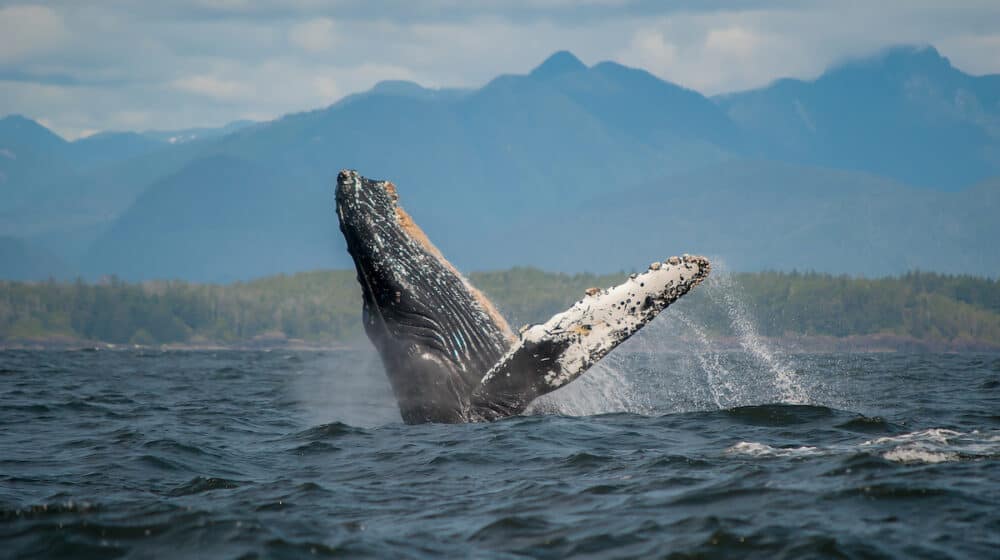 A breaching Humpback Whale at tofino, Vancouver Island.