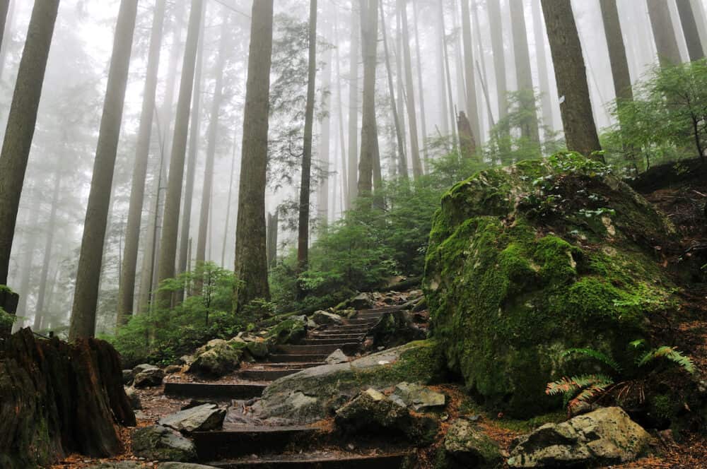 Foggy Forest of Grouse Grind Hiking Trails