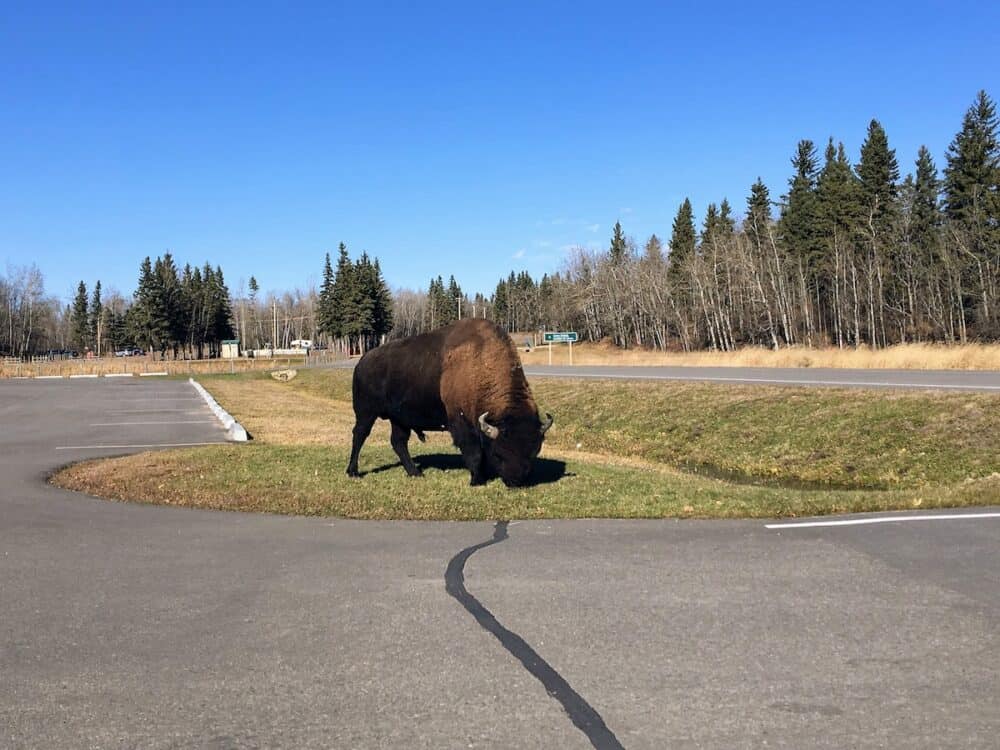 A large male bison grazing by the parking lot as Astotin Lake, in Elk Island National Park, outside Edmonton, Alberta, Canada
