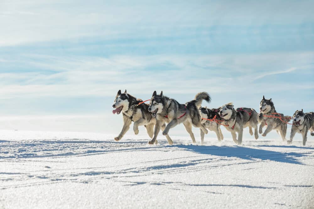 A team of four husky sled dogs running on a snowy wilderness road. Sledding with husky dogs in winter czech countryside. Husky dogs in a team in winter landscape. A group of hounds of dogs at dog races.