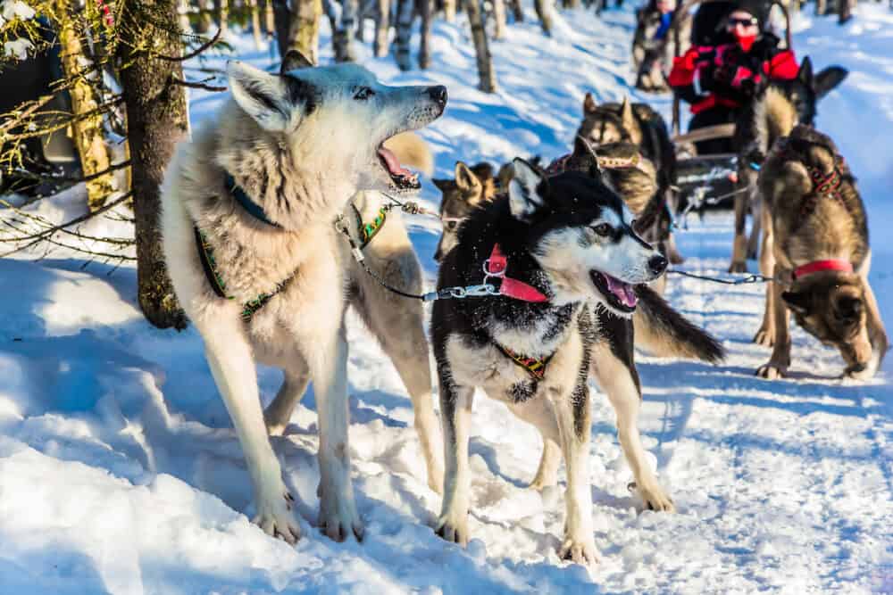 Finnish Husky Sled Dog. The dogs stopped for a short rest. Great fun for the New Year. Lapland.  The snow-covered coniferous forest. The concept of extreme and active tourism