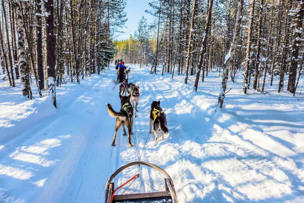 Great ride on sled dogs. Lapland, Finland. Finnish Husky Sled Dog. The snow-covered coniferous forest. The winter polar sun lows above the horizon. The concept of active tourism