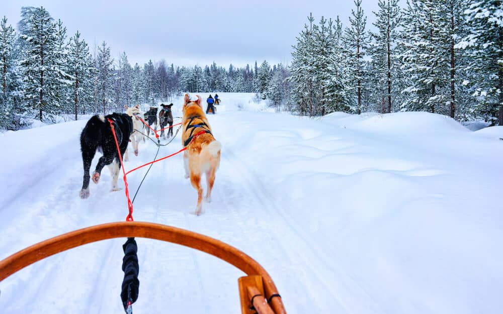 Husky dogs in sledding at Rovaniemi forest reflex