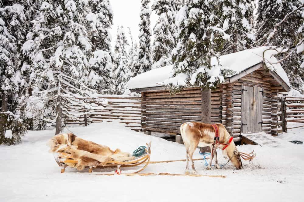 Reindeer next to wooden log cabin in a winter forest in Finnish Lapland