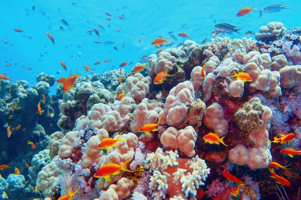 Beautiful tropical coral reef with shoal or coral fish