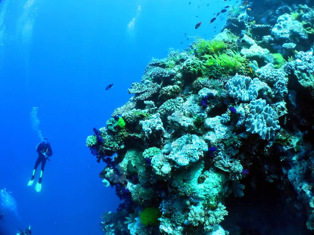 diving a coral wall on the great barrier reef 