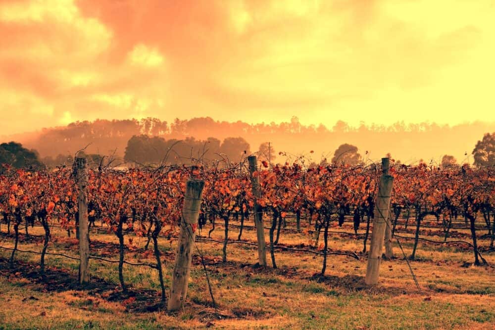 Vineyard in Australia's Hunter Valley