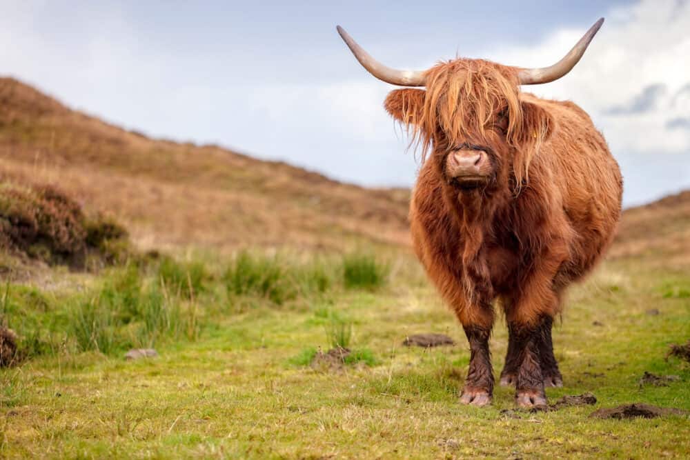Scottish Highland Cow on the Isle of Skye, Scotland 