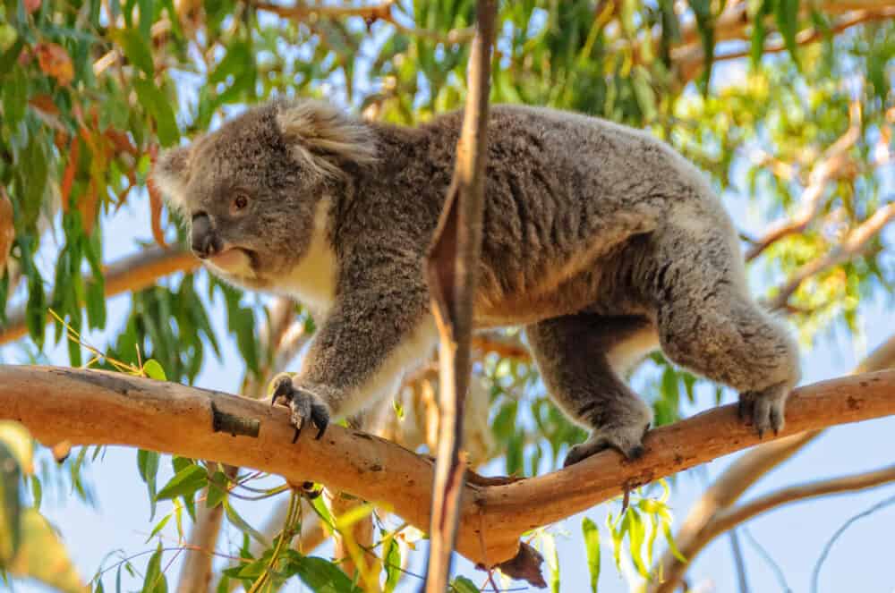 Koalas are nocturnal animals but sometimes they move around even in daytime to catch the sun or the breezes - Cowes, Victoria, Australia