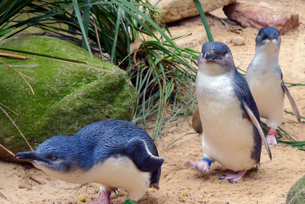 Cute Australian little penguins also known as fairy penguins