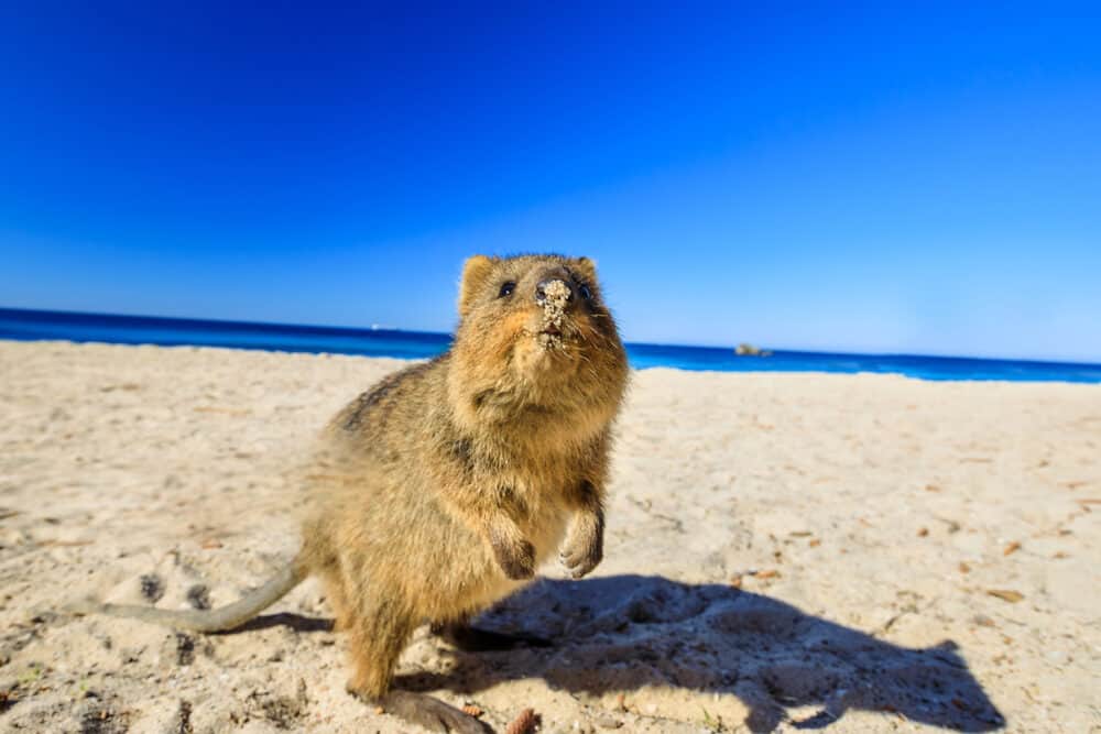 A curious Quokka on the Basin Beach on Rottnest Island, Western Australia.Quokka is considered the happiest animal in the world thanks to the expression of snout that always reminds a smile.