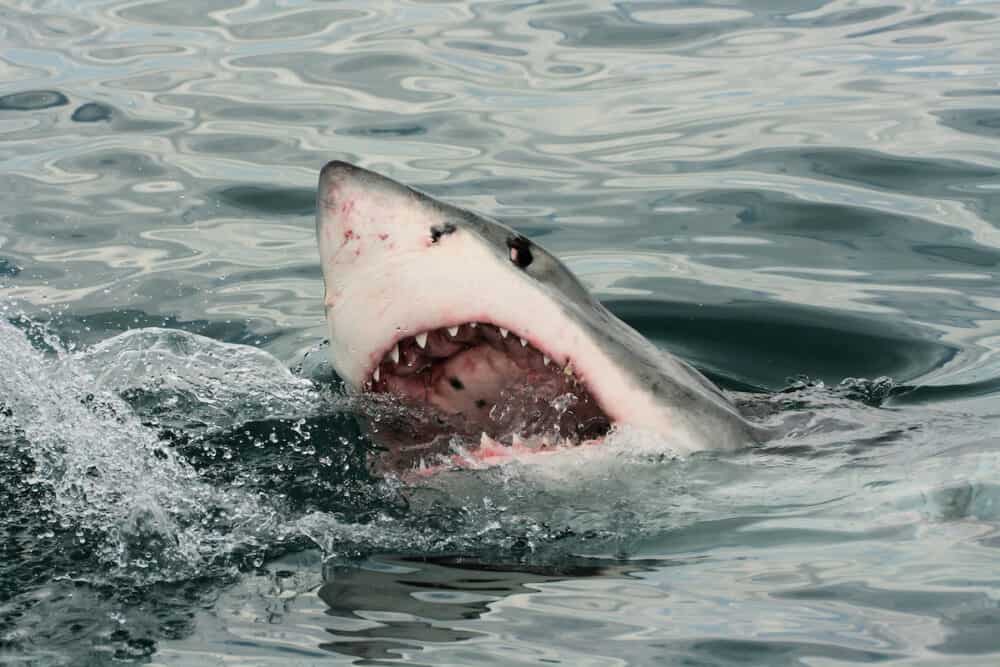 Great white shark breaking the surface in South Africa.