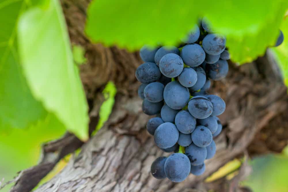 Grapes in late harvest at a winery in Yarra Valley, Australia