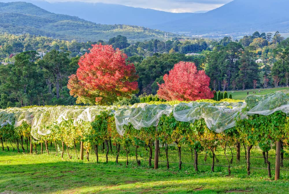 Vineyard in autumn - Seville, Victoria, Australia