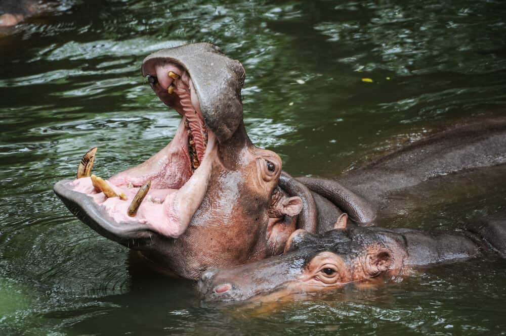 a hippopotamus is opening its mouth wide