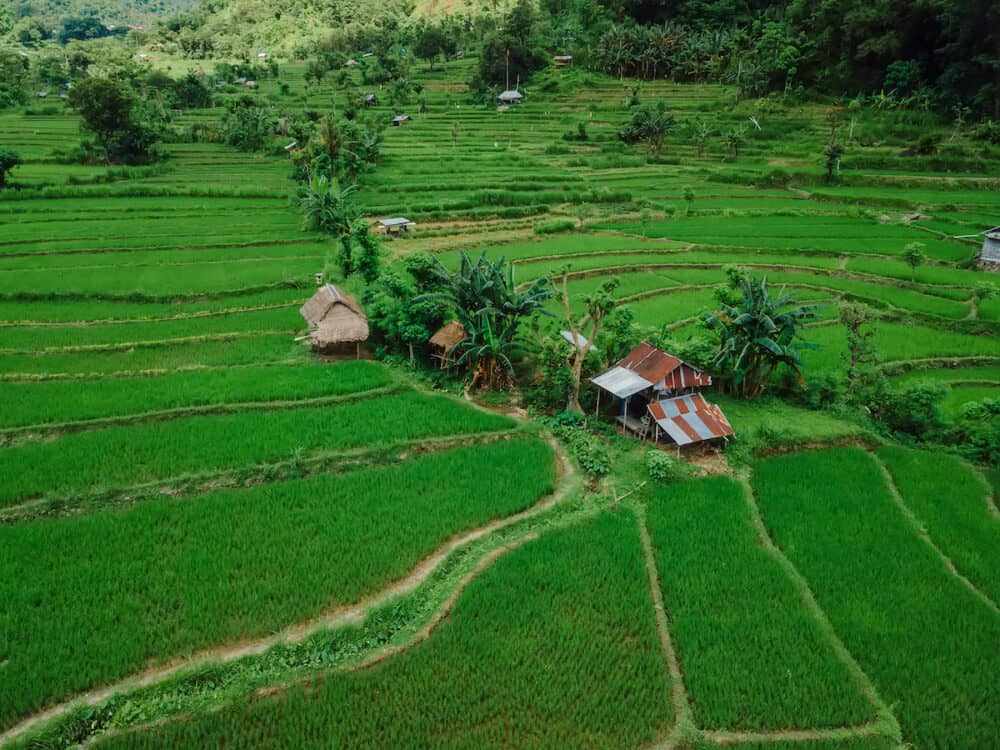 Rice terraces in scenic place on Northern Bali. Countryside with rice fields in Bali island. Aerial view