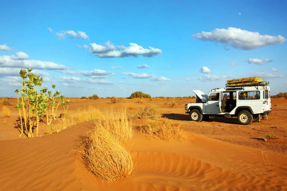 Safari in Desert