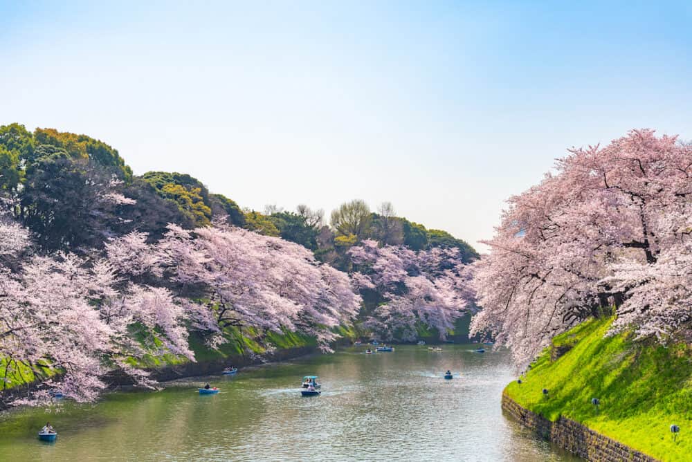 Cherry blossoms around Chidorigafuchi Park, Tokyo, Japan.

The northernmost part of Edo Castle is now a park name Chidorigafuchi Park. People boating and enjoy at sakura cherry blossom at Chidorigafuchi Park.