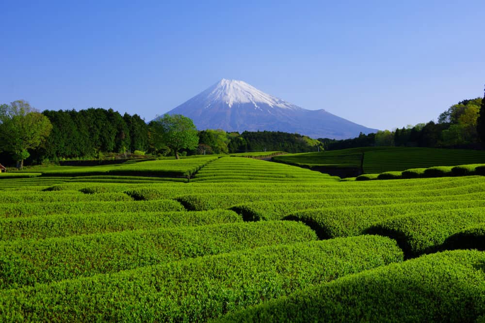 Green tea field and Mt. Fuji from Obuchi Sasaba in Fuji City Japan