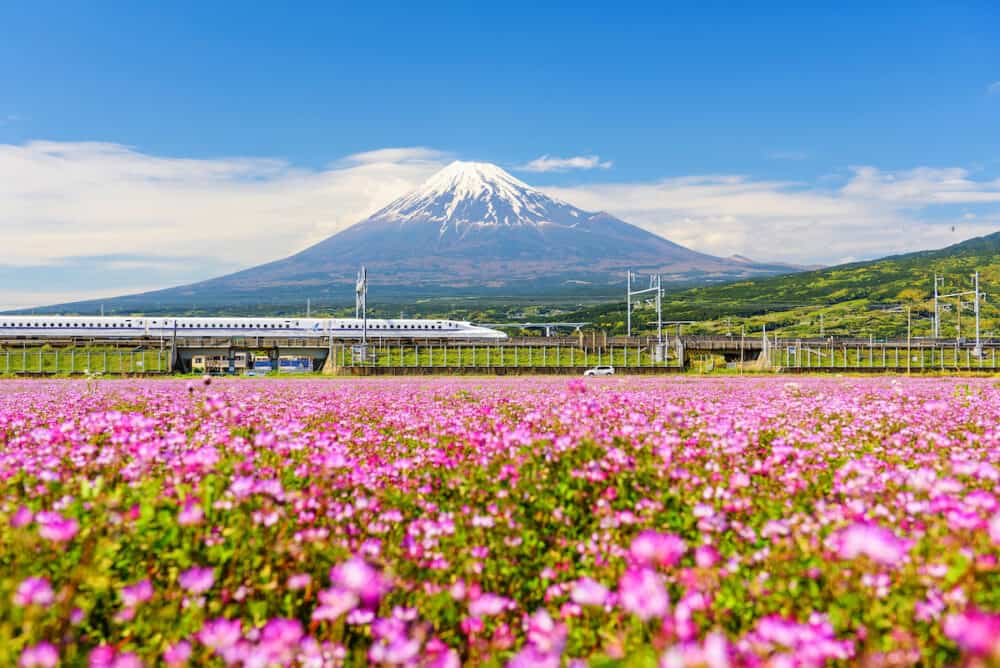 Shinkansen or JR Bullet train against car run pass through Mt. Fuji and Shibazakura at spring. Shinkansen super high speed train operated by Japan Railways companies.