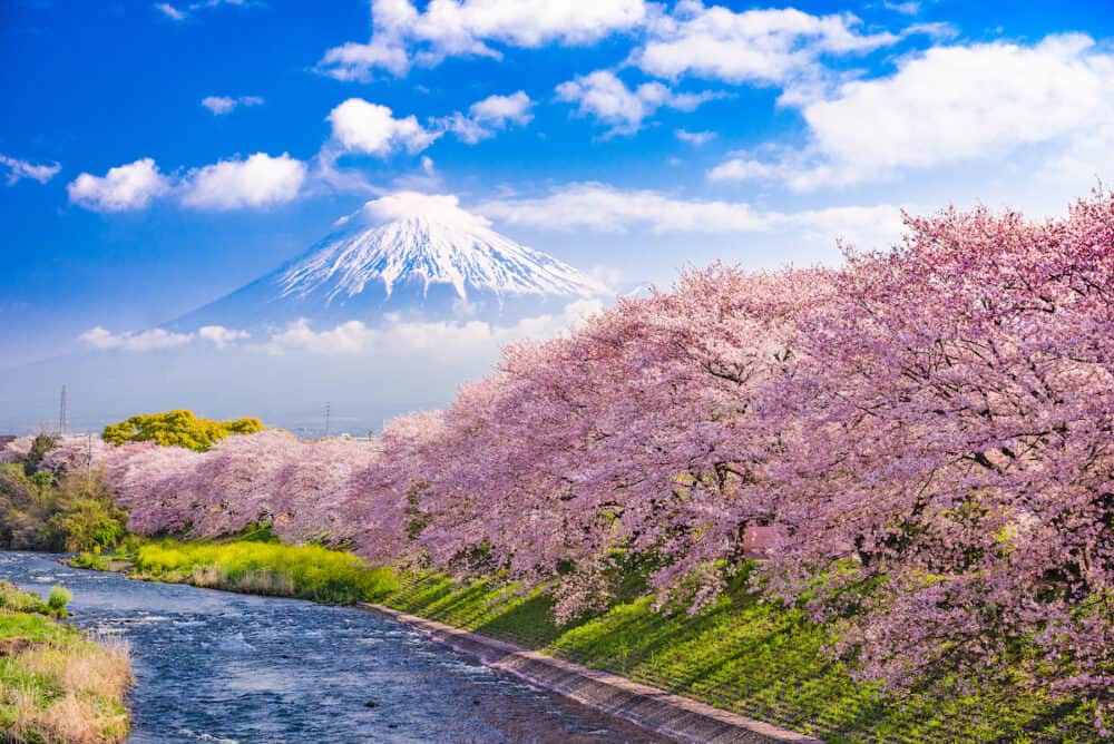 Mt. Fuji, Japan and river in Spring.