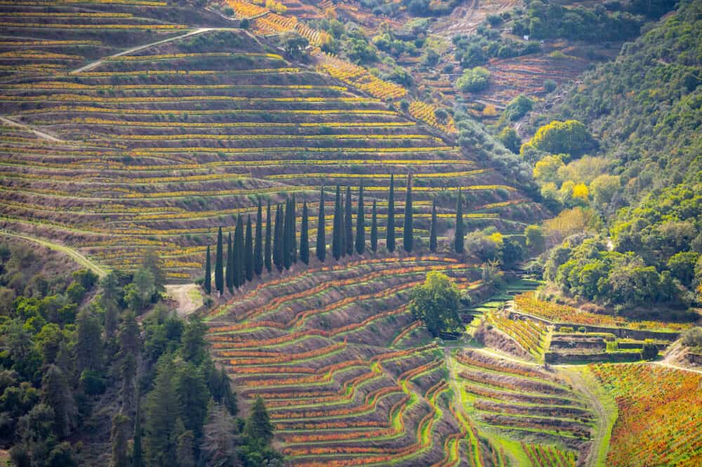 Colorful autumn landscape of oldest wine region in world Douro valley in Portugal, different varietes of grape vines growing on terraced vineyards, production of red, white, ruby and tawny port wine.