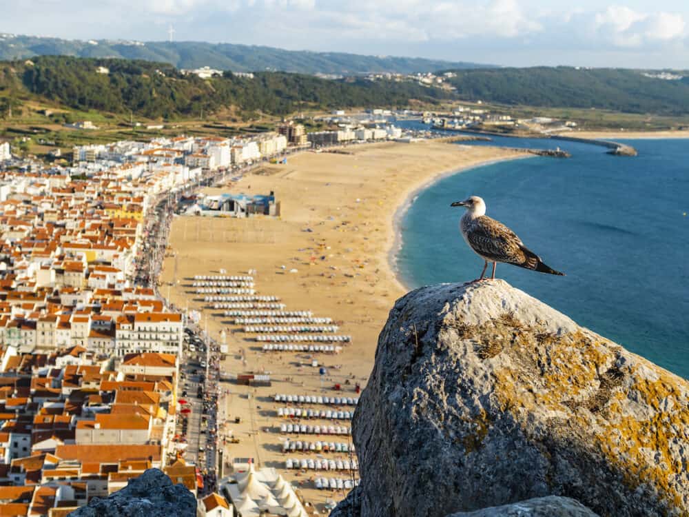 Stunning seagull watching over Nazare beach (praia de Nazare) with colorful bathing huts and cityscape of the village in background, Portugal